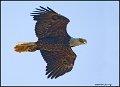 _0SB0594 american bald eagle